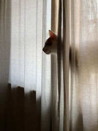 View of cat hiding behind curtain