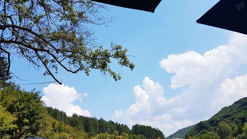 Low angle view of trees against sky