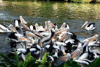 High angle view of swans swimming in lake