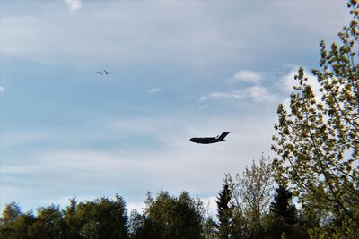 Low angle view of bird flying in sky