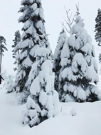 Snow covered trees against sky
