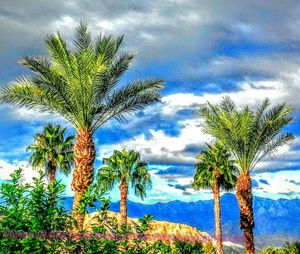 Low angle view of palm trees against cloudy sky