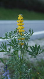 Close-up of yellow flower