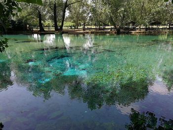 Reflection of trees in swimming pool