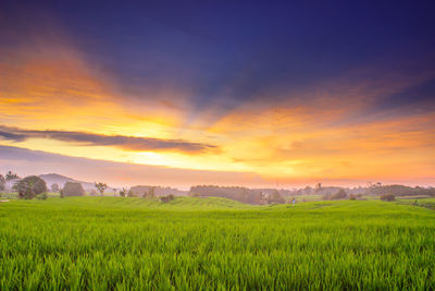 Beauty sunset at paddy fields in north bengkulu, asia