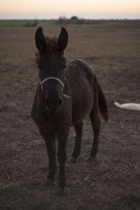 Portrait of horse standing on field