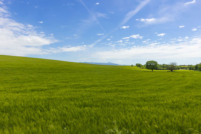 Scenic view of agricultural field against sky