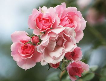 Close-up of pink roses