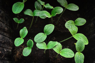 High angle view of raindrops on plants