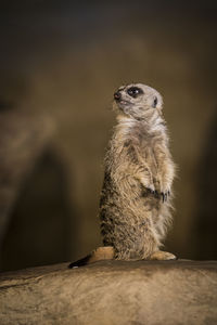 Close-up of a meerkat looking away