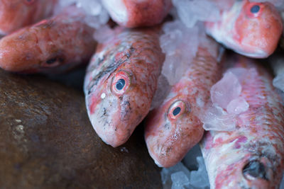Close-up of ice on fish for sale at market