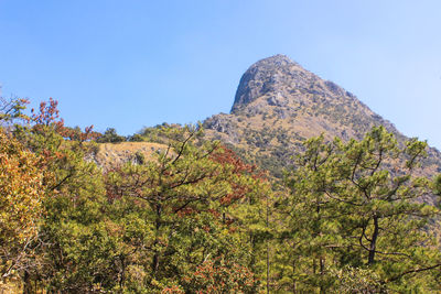 Low angle view of rocks and plants against sky