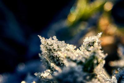 Close-up of frozen plant