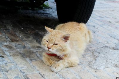 High angle view of cat sitting on footpath