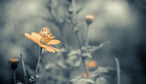 Close-up of yellow flower blooming outdoors