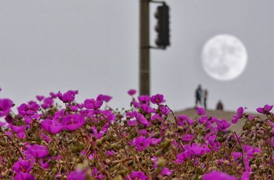 Close-up of flowers against blurred background