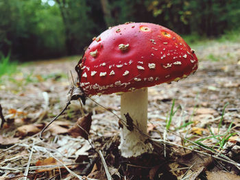 Close-up of fly agaric mushroom on field