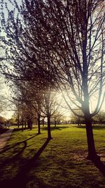 Bare trees on grassy field