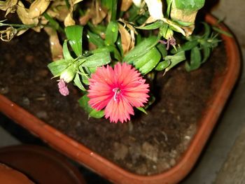 Close-up of pink flowers blooming outdoors