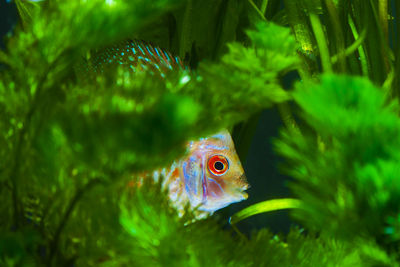 Close-up of fish swimming in sea