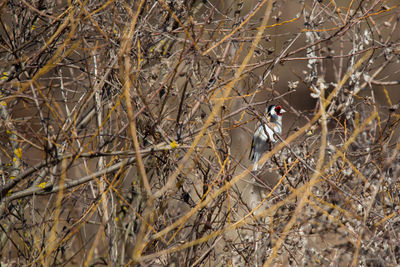 Close-up of bird perching on bare tree