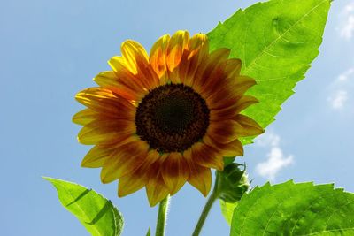 Low angle view of sunflower against sky