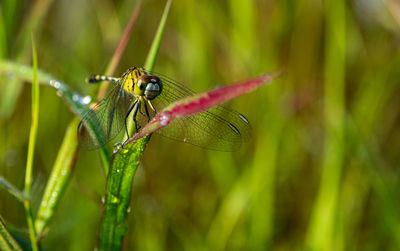 Close-up of insect on leaf