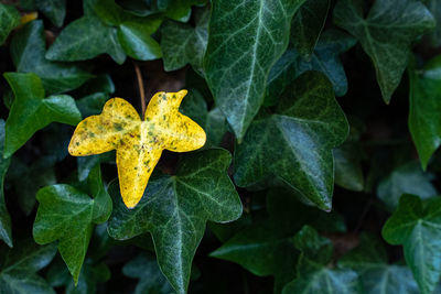 Close-up of yellow leaves on plant