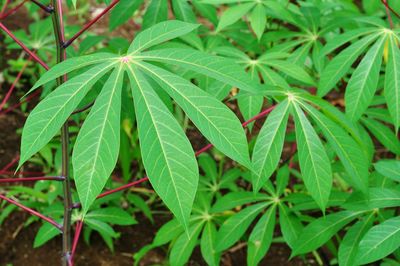 Close-up of plant