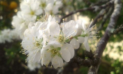 Close-up of white flowers