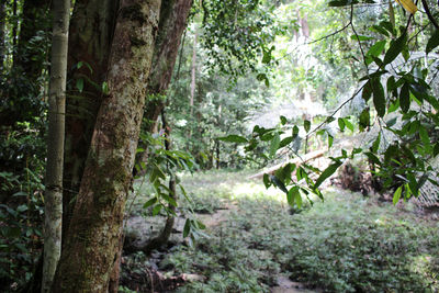 Trees in forest