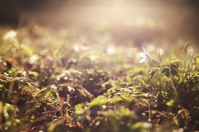 Close-up of flowering plants on field