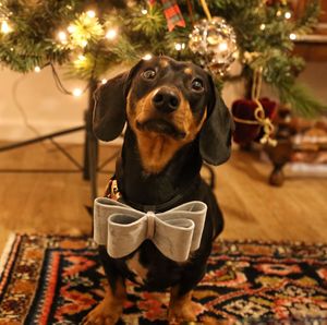 Dacshund with large bow 