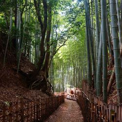 View of bamboo trees against sky