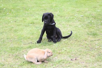 Black labrador retriever puppy with rabbit on grass in back yard