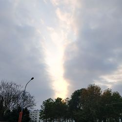 Low angle view of bird perching on tree against sky
