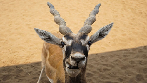 Cute deer who is eager to be photographed