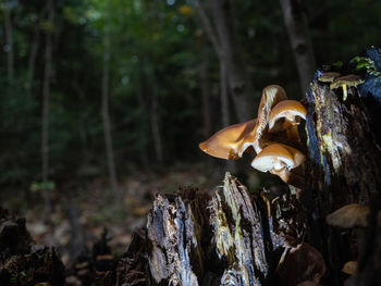 Close-up of mushroom growing in forest