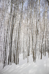 Trees in forest during winter