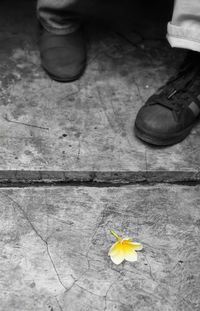 High angle view of shoes on flower
