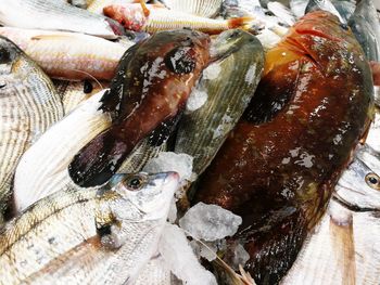 Close-up of fish for sale in market