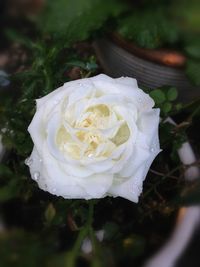 Close-up of wet rose