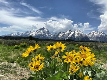 Yellow flowering plants on field against sky