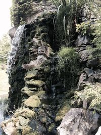 Close-up of tree trunk against rock formation in forest