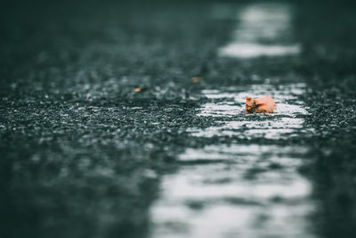 Surface level shot of road