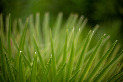 Close-up of dew on grass