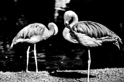 Birds in flight