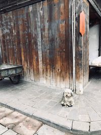 View of a dog resting