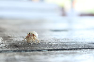 Close-up of crab on beach