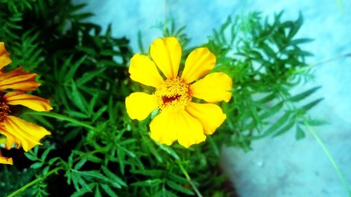 Close-up of yellow flower